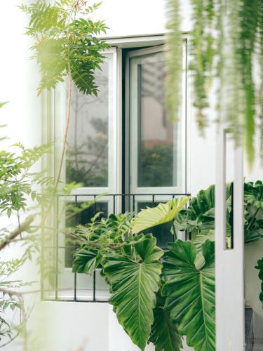 a window with plants in front of it at Fausto by Andean in Lima