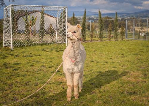 Ospiti di La Cabaña de Ciela con jacuzzi y minigolf con animali domestici