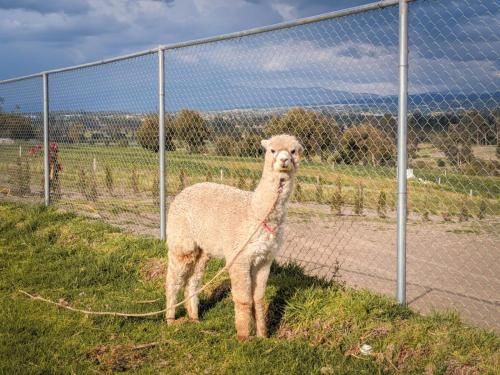 Altri animali domestici presso il campeggio o nei dintorni