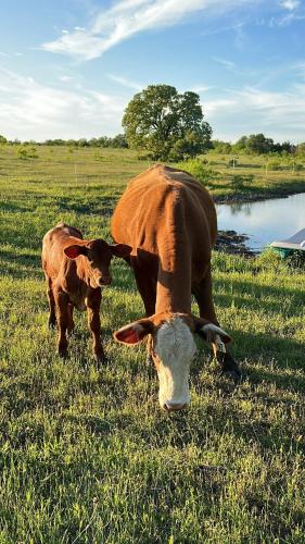 two cows grazing in a field next to a body of water at Relaxing Modern stay on a Ranch in Cedar Creek
