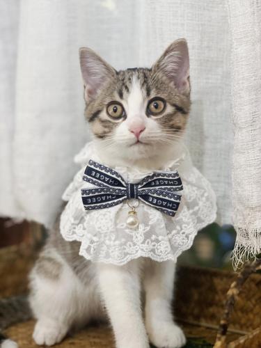a cat wearing a dress and a bow tie at Autumn Inn in Yangshuo