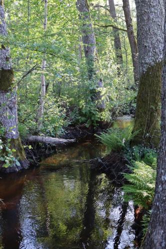 a stream in a wooded area with trees at Bäckens Guesthouse in Älgarås