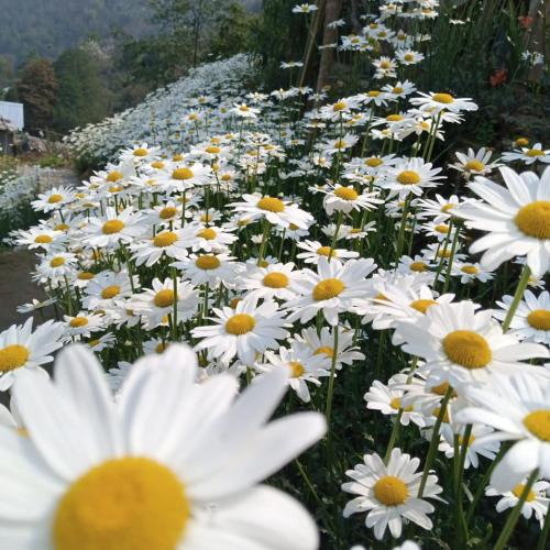 Galeriebild der Unterkunft Kanchenjunga View Homestay in Pedong