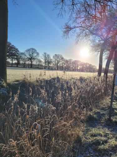 a field of tall grass with the sun in the background at Hotel Garni Kastanjehoff in Timmel