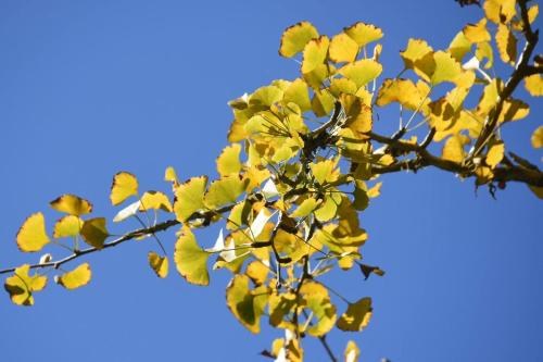a tree with yellow leaves against a blue sky at Ginkgo Hotel in Lugu