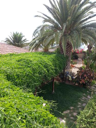 a palm tree in front of a house with bushes at Casa Rural Anton Piche with Pool-Adults Only in Granadilla de Abona