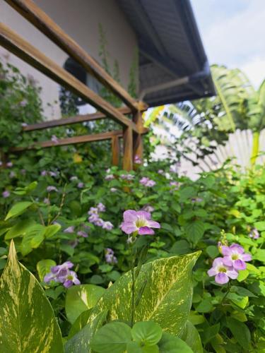 a purple flower in the middle of a garden at GOLDEN LOTUS SPA & HOMESTAY in Ấp Thiện Phước
