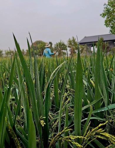 a man in a field of tall green grass at old famer's house, filed, nature in Ấp Tây Khánh (2)