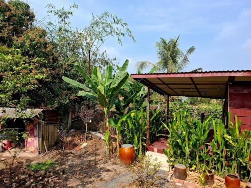 a garden with plants and a house with a roof at old famer's house, filed, nature in Ấp Tây Khánh (2)