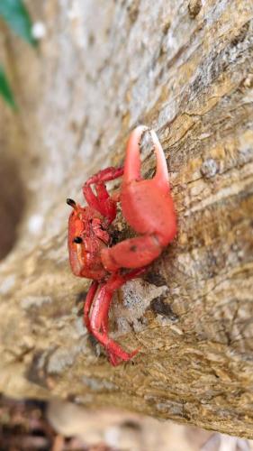 a red crab on the side of a rock at Ecohotel Iraka Cabañas Privadas en Selva y Playa in Bahía Solano