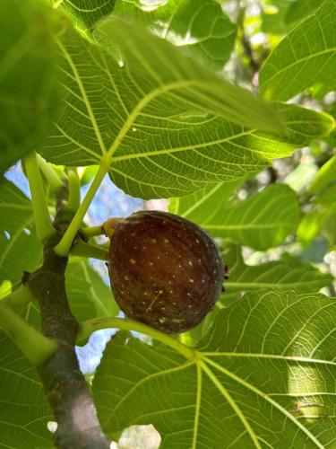 a close up of a green acorn on a tree at Villa Lilla Bellagio - Luxury Pool and Wine with Lake view in Bellagio