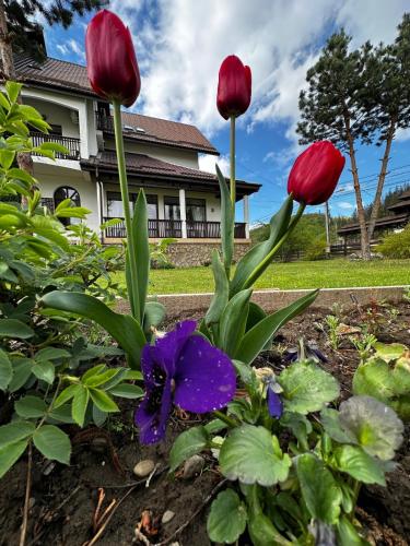 a group of red and purple flowers in a garden at Pension Elegance in Gura Humorului