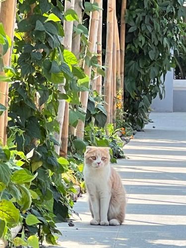 an orange and white cat sitting on a sidewalk at Garden House Rice Field and Mountain View in Luang Prabang