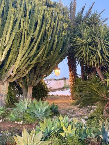 a group of cacti and plants in a garden at Villa Chimera in Pachino