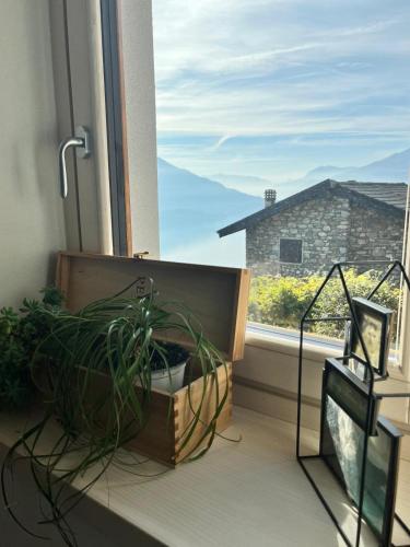 a window with a potted plant on a window sill at Die Weinrose - Natura Lago Monti in Montemezzo