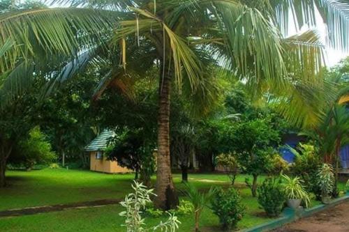 een palmboom in het midden van een tuin bij Tharindu Villa in Dankotuwa