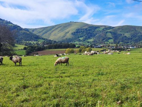 a herd of sheep grazing in a field of grass at Harkurutxea in Jaxu