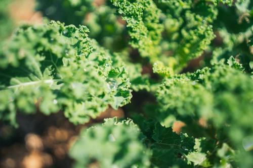 a close up of some green broccoli at Daraga ดารกะ in Chiang Dao