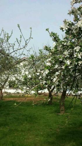 two trees with white flowers on them in a field at Agroturystyka Zaborski Sad in Zabór