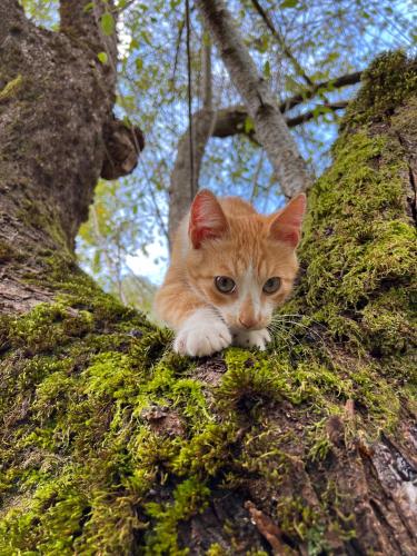 an orange and white kitten sitting in a tree at Guesthouse Driti in Shkodër