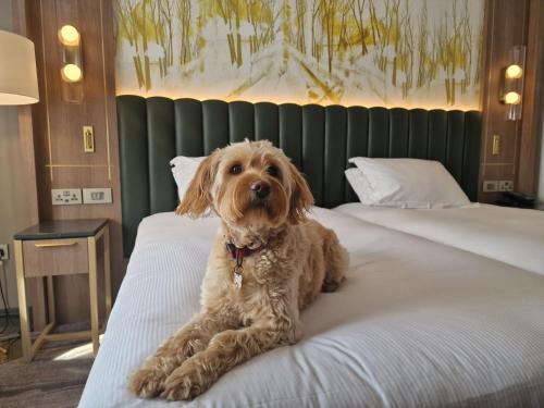 a brown dog sitting on top of a bed at Hilton Dublin Kilmainham in Dublin