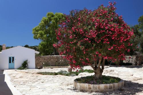 a tree filled with pink flowers in a yard at Masseria Fano Relais & Wine in Salve