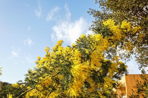 a tree with yellow flowers in the sky at Studio Cactus - Welkeys in Cavalaire-sur-Mer