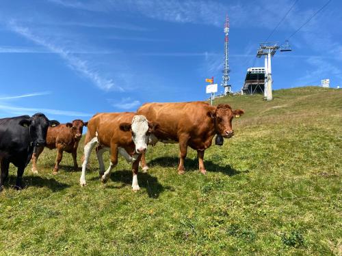 a group of cows standing on a grassy hill at Central studio in Villars sur Ollon, Emeraude, for 3 only 100m to Bretaye ski train in Villars-sur-Ollon