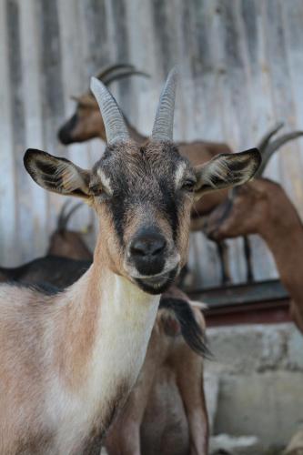 a goat with horns is looking at the camera at Zinipi Lodge am Oldtimer am Demeterhof bei Amberg in Ursensollen