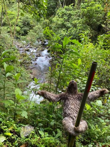 a statue of a stuffed bear in the forest at Hotel Rivel - Restaurant & Nature Retreat in Turrialba