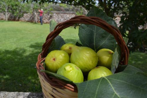 una cesta de manzanas verdes sentadas en una mesa en Tenuta Masseria & Spa Chicco Rizzo, en Sternatia