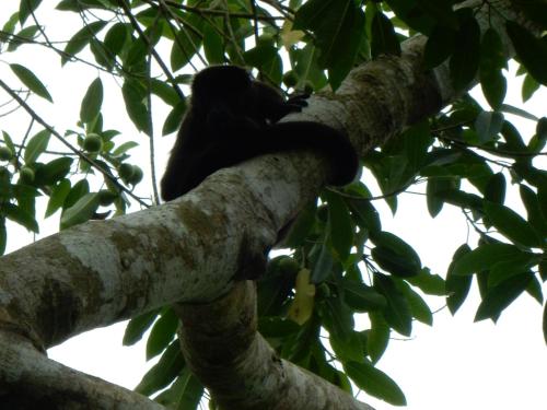 a black bird sitting on a tree branch at Punta Duarte Garden Inn in Los Duarte