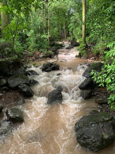 a stream of water with rocks in a forest at Finca flo in Carara