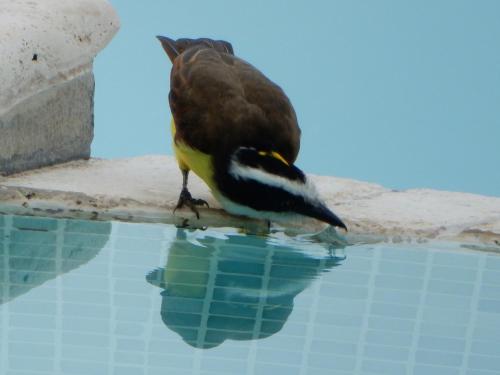 a bird standing on the edge of a pool of water at Punta Duarte Garden Inn in Los Duarte