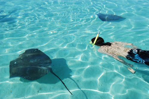 a person in the water with a fish in it at Robinson's Cove Villas - Deluxe Cook Villa in Papetoai