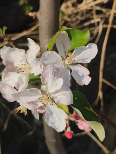 a close up of white flowers on a tree at Hill Ventures Adventure Camp and Restaurant in Dharamshala