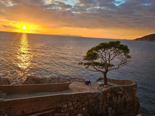 a tree on the edge of a wall with the sunset at Vila Santa Maria Hvar with jacuzzi in Jelsa