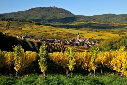 a vineyard in a field with a bunch of vines at Gite See You Soon - Studio Pep's in Sélestat