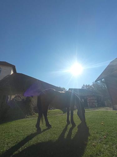 two horses standing in the grass in the sun at Šurička bajka in Loznica