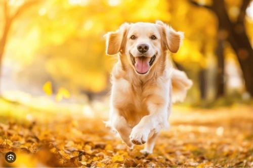 a dog running through leaves in the park at lodge for all ages in Aviemore