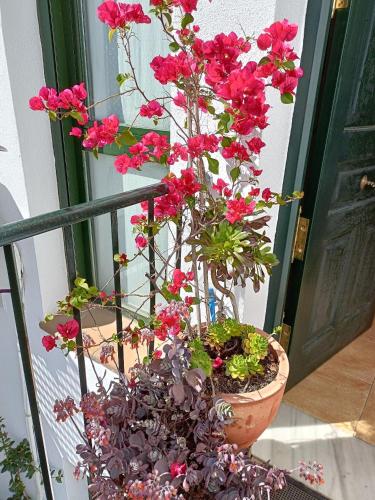 a potted plant with pink flowers in a pot at Beautiful Duplex with a Patio in Alcalá de los Gazules