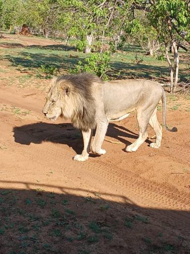a lion standing on a dirt road at Shalakwe Hills-Inn Guesthouse Kasane in Kasane