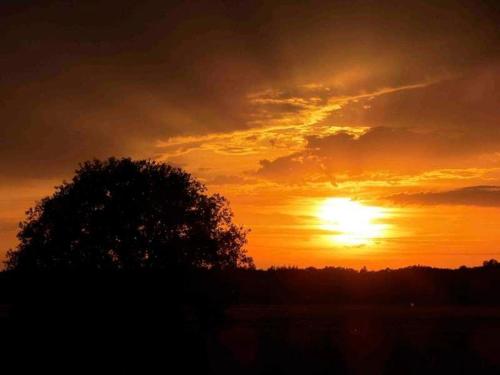 un coucher de soleil avec un arbre au premier plan dans l'établissement Künstlerhaus, à Ribnitz-Damgarten