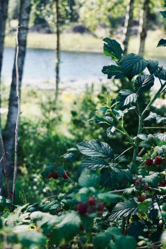 Tiny House with a Stunning Lake View 30 Min from Gothenburg