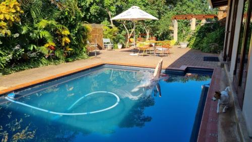 a dolphin is playing in a swimming pool at Honeywood Forest Lodge in Port Shepstone