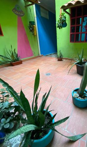 a group of potted plants in front of a building at RIO Colors - Hospedaje in Barrancabermeja