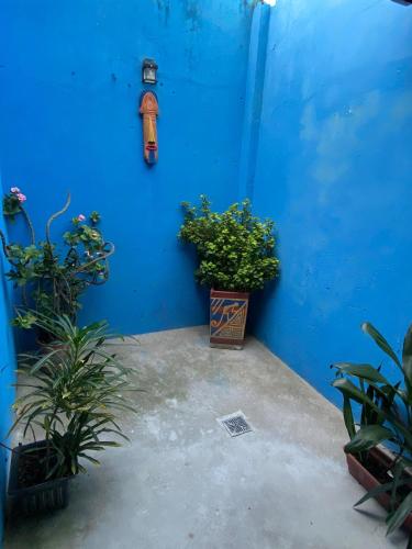 a blue wall with plants and a fire hydrant on it at RIO Colors - Hospedaje in Barrancabermeja