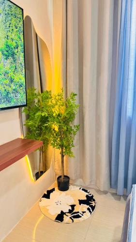 a potted plant sitting on top of a table at GreySky Studio in Manila