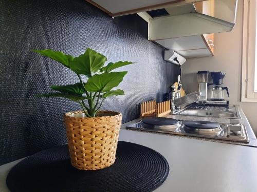a potted plant sitting on a counter in a kitchen at Studio with sauna near highway in Kempele