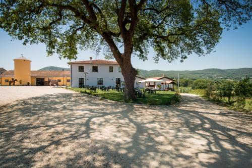 a tree in the middle of a dirt road at Fattoria Didattica La Collina Incantata in Narni